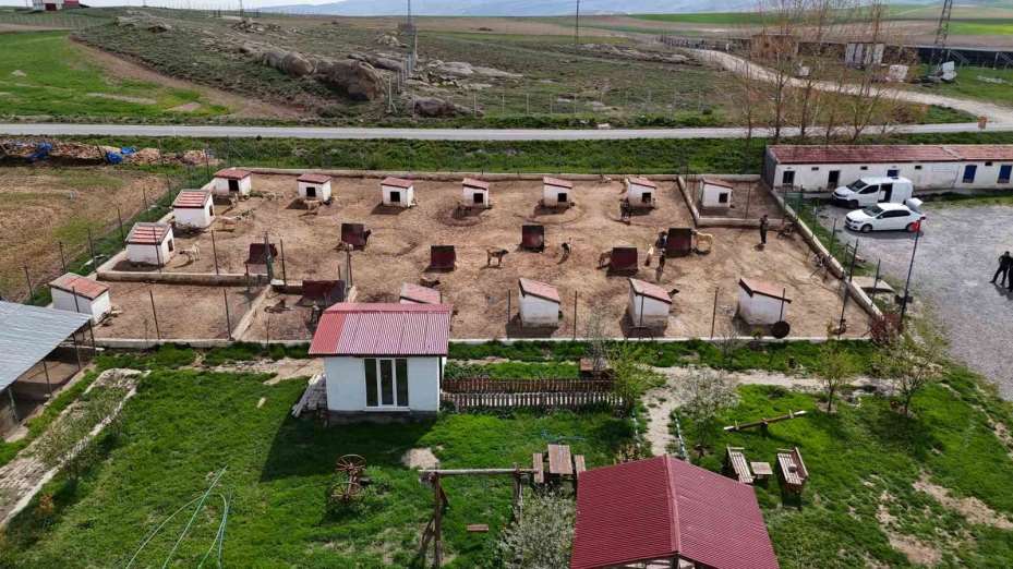 Dünyada eşi benzeri bulunmayan Kangallara Ortadoğu ülkeleri talip oldu