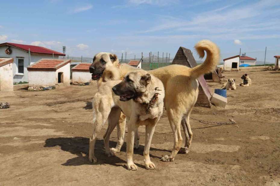 Dünyada eşi benzeri bulunmayan Kangallara Ortadoğu ülkeleri talip oldu