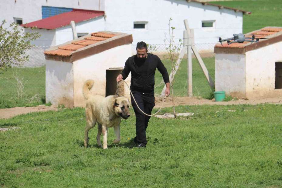 Dünyada eşi benzeri bulunmayan Kangallara Ortadoğu ülkeleri talip oldu