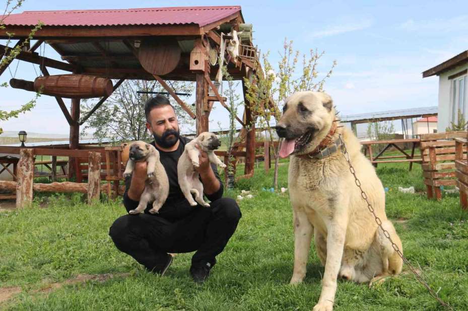 Dünyada eşi benzeri bulunmayan Kangallara Ortadoğu ülkeleri talip oldu