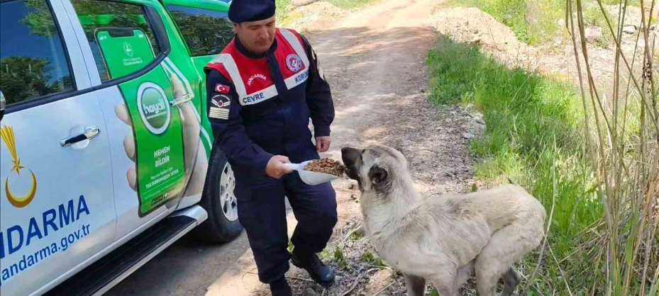 Karanlıkdere Vadisi’nde jandarmadan denetim
