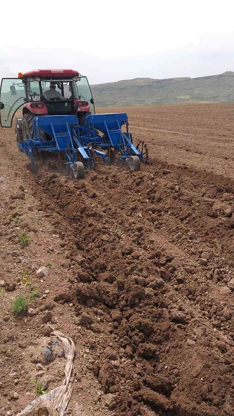 Erciyes’in eteklerinde kabak çekirdeği ekim sezonu başladı