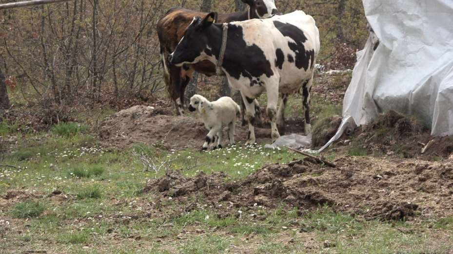 Yavrusu ölen inek, annesiz kalan kuzuyu sahiplendi
