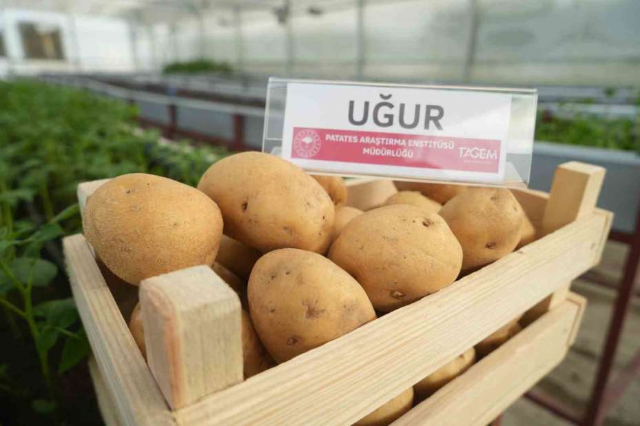 Cipslik yerli patates ’Uğur’ tescillendi