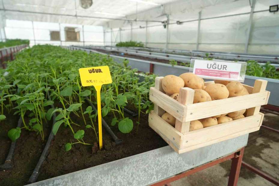 Cipslik yerli patates ’Uğur’ tescillendi