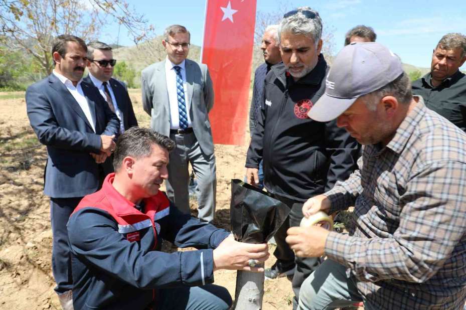 Ceviz üretiminde verim artışı için Günyüzü’nde aşı çalışması başlatıldı