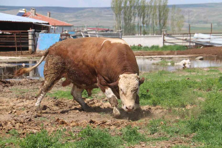 1 ton 250 kilogramlık Tosun, fiyatıyla dudak uçuklatıyor