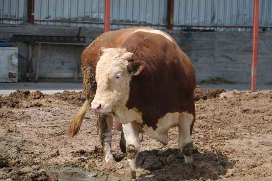 1 ton 250 kilogramlık Tosun, fiyatıyla dudak uçuklatıyor
