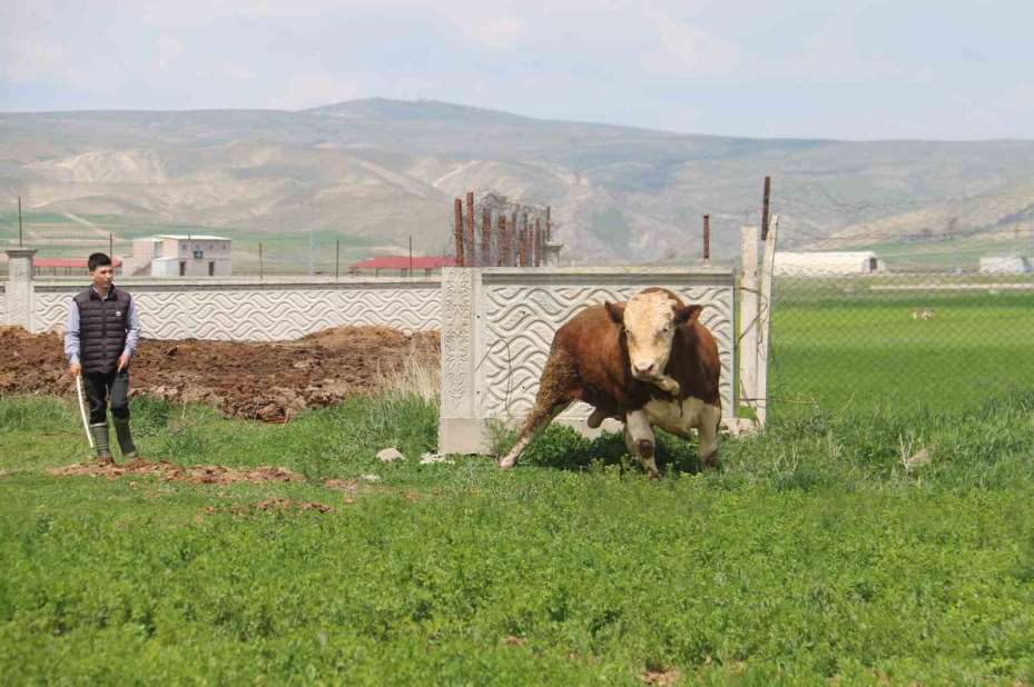 1 ton 250 kilogramlık Tosun, fiyatıyla dudak uçuklatıyor