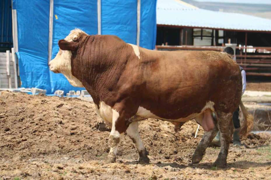 1 ton 250 kilogramlık Tosun, fiyatıyla dudak uçuklatıyor