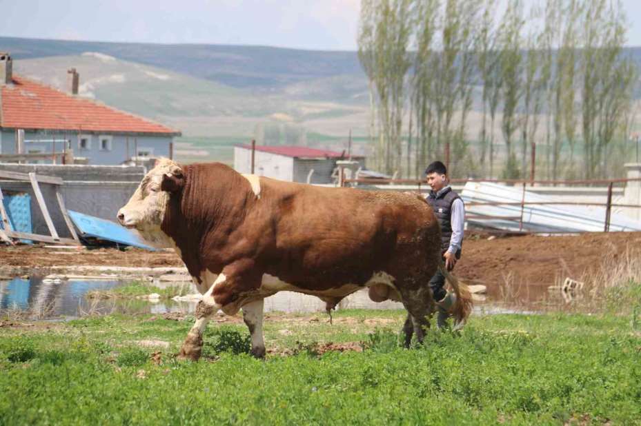 1 ton 250 kilogramlık Tosun, fiyatıyla dudak uçuklatıyor