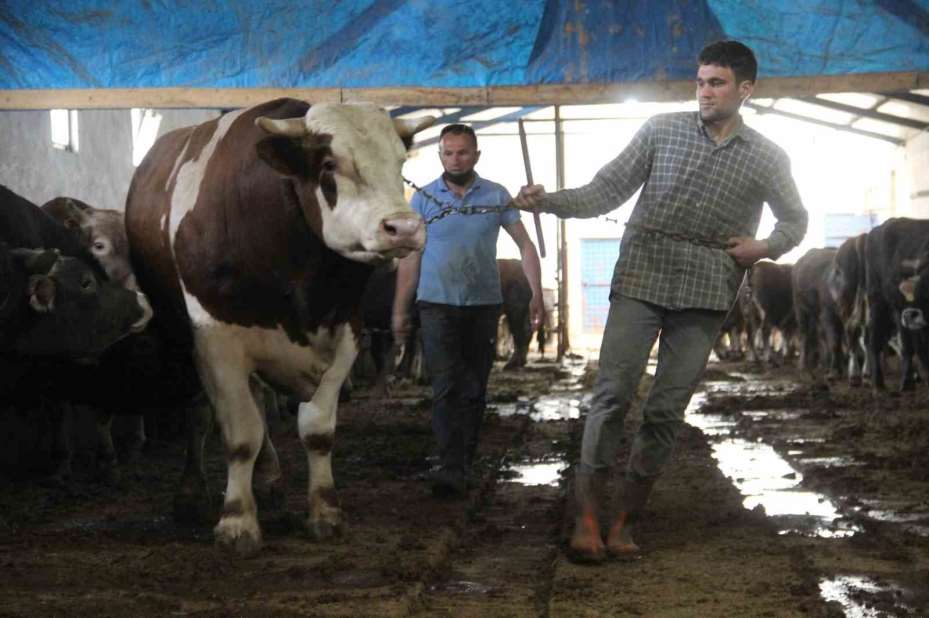 1 ton 250 kilogramlık Tosun, fiyatıyla dudak uçuklatıyor