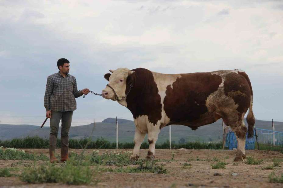 1 ton 250 kilogramlık Tosun, fiyatıyla dudak uçuklatıyor
