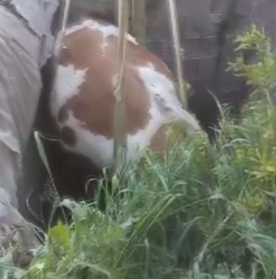 Fosseptik çukuruna düşen inek kurtarıldı