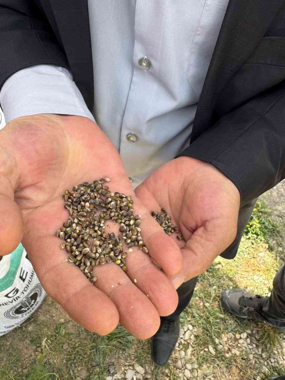 Kulu’da kenevir ekimi başladı