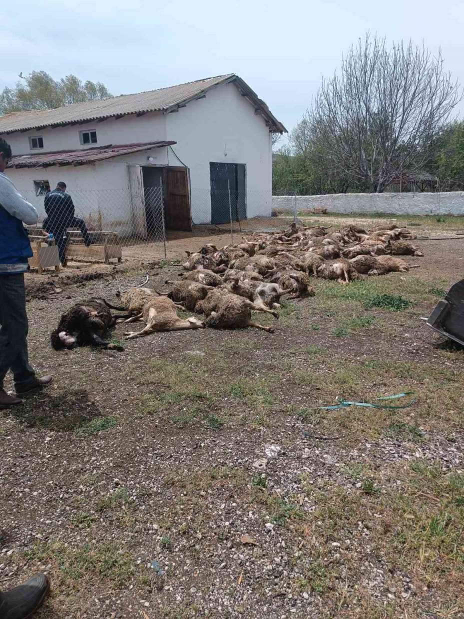 Haymana’da çiftliğe giren kurtlar 92 kuzuyu telef etti
