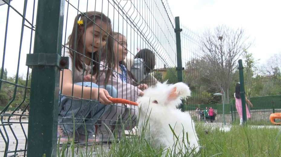 Nesli tükenmekte olan Angora tavşanları yaşatılmaya çalışılıyor