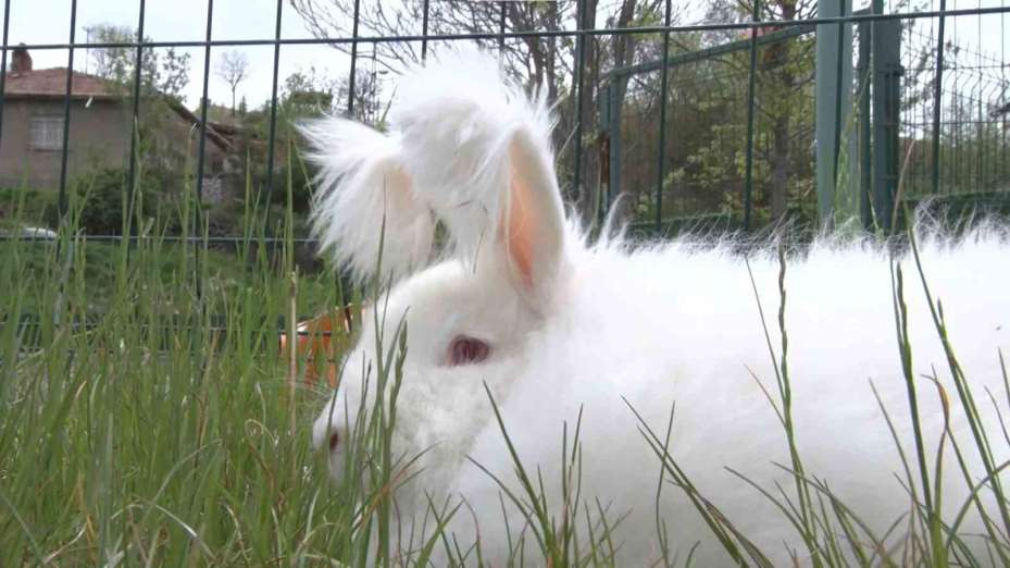 Nesli tükenmekte olan Angora tavşanları yaşatılmaya çalışılıyor