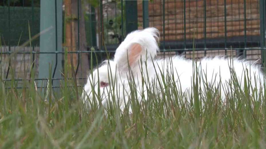 Nesli tükenmekte olan Angora tavşanları yaşatılmaya çalışılıyor