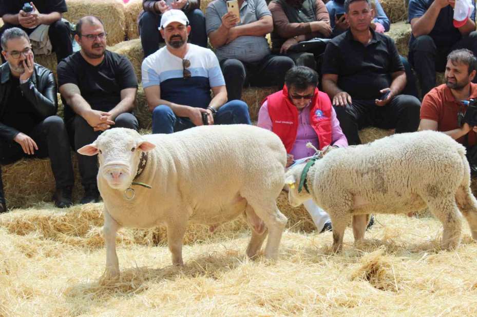 Talas’ta İle De France koyun ırkları yarıştı