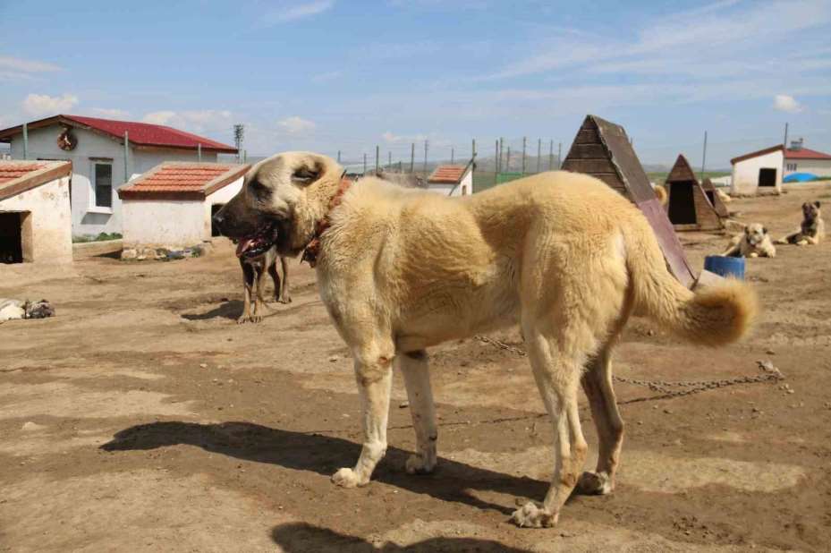 Kurt popülasyonundaki artış Kangal köpeğine talebi arttırdı