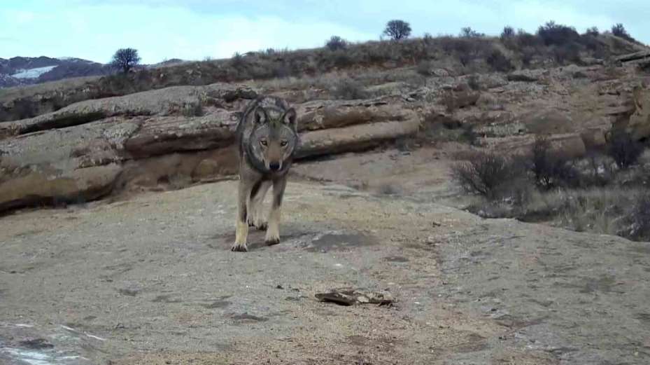 Kurt popülasyonundaki artış Kangal köpeğine talebi arttırdı