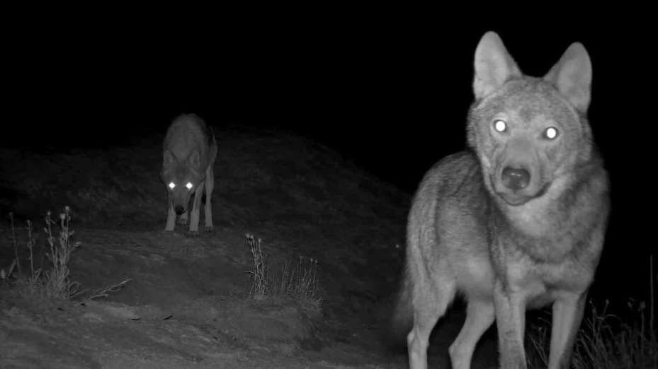 Kurt popülasyonundaki artış Kangal köpeğine talebi arttırdı