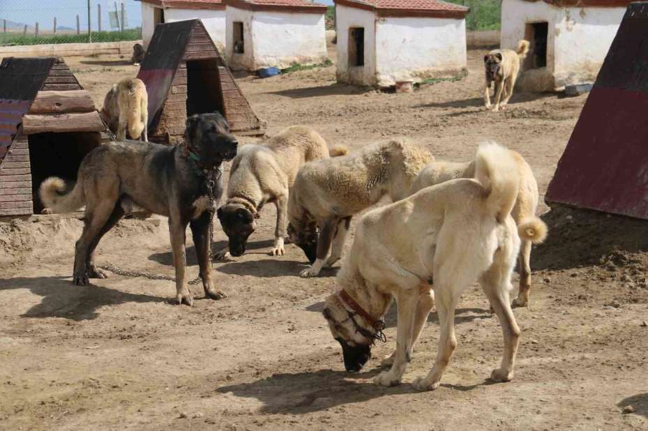 Kurt popülasyonundaki artış Kangal köpeğine talebi arttırdı