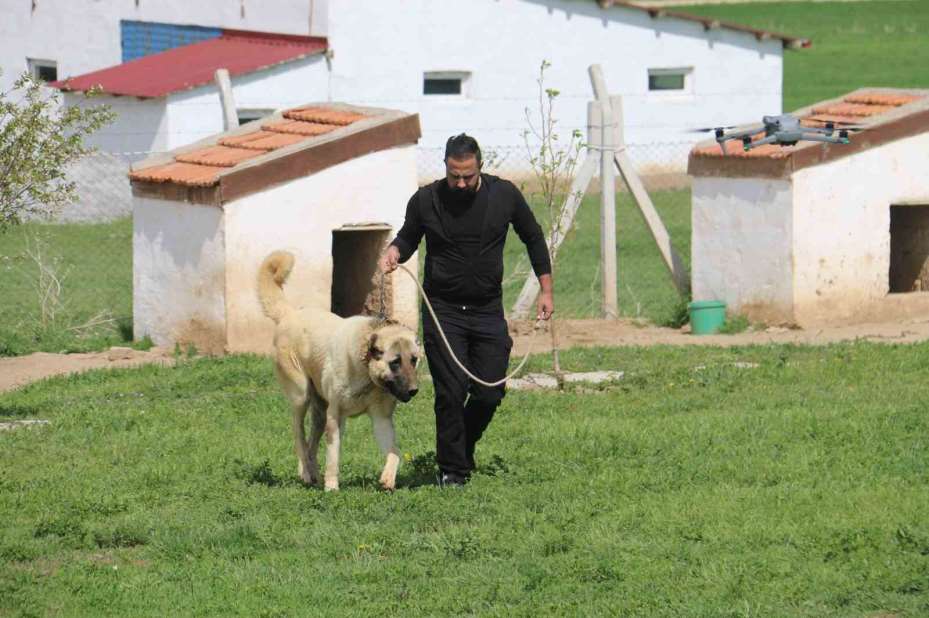 Kurt popülasyonundaki artış Kangal köpeğine talebi arttırdı