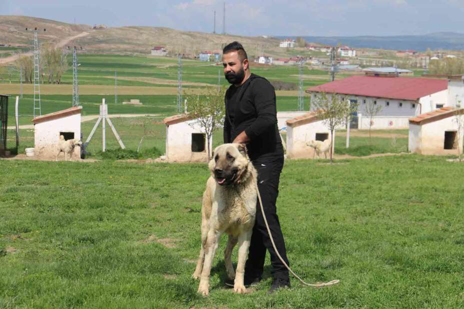 Kurt popülasyonundaki artış Kangal köpeğine talebi arttırdı