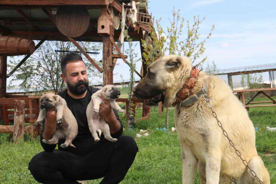 Kurt popülasyonundaki artış Kangal köpeğine talebi arttırdı