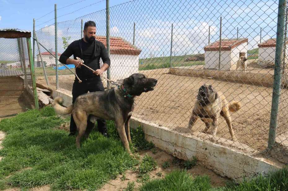 Kurt popülasyonundaki artış Kangal köpeğine talebi arttırdı