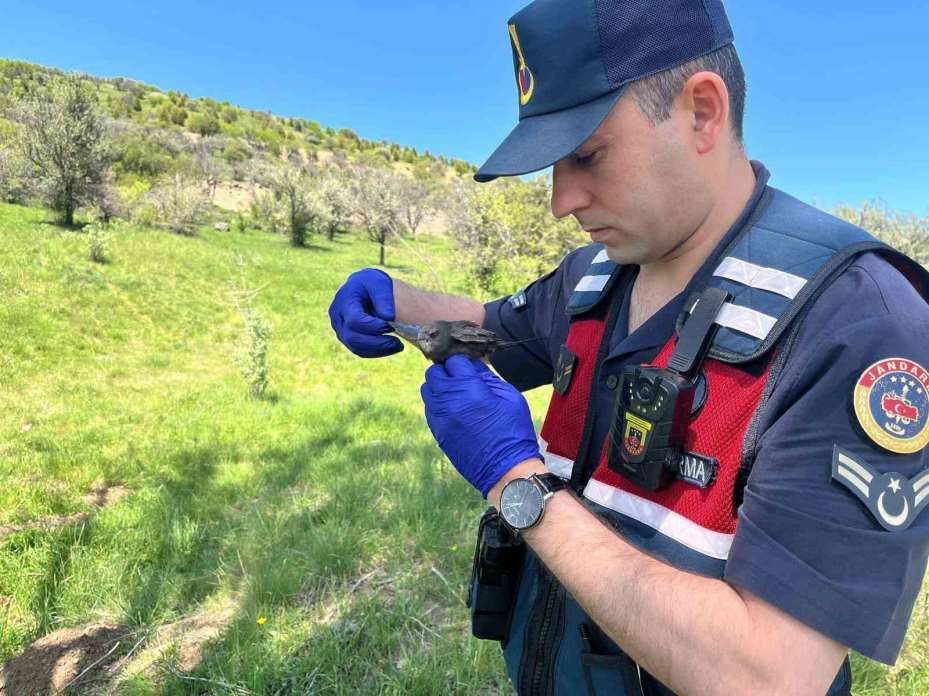 Yozgat’ta yaralı bulunan Ebabil kuşu emin ellerde