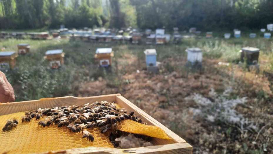 Dünya Arı Günü’nde öğrencilere arılar anlatıldı, bal dağıtıldı