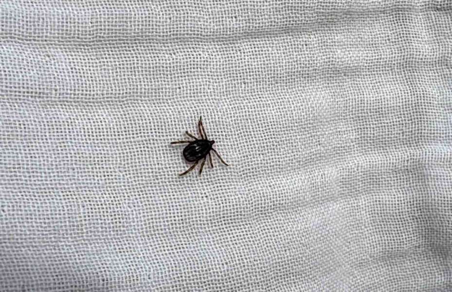 Bu belirtileri taşıyanlarda KKKA virüsü görülebilir