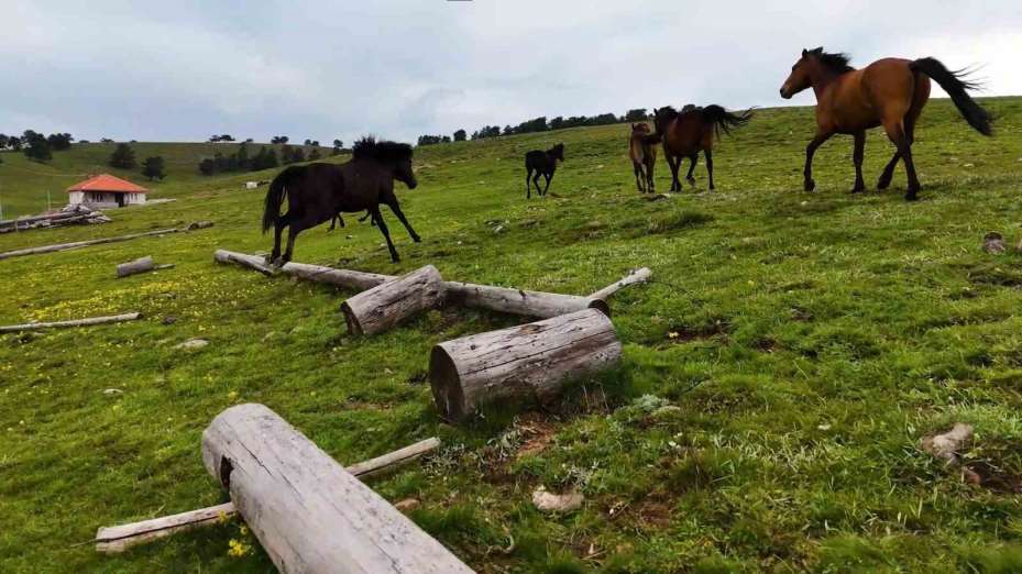 Yaylaların özgür ruhları yılkı atları havadan görüntülendi