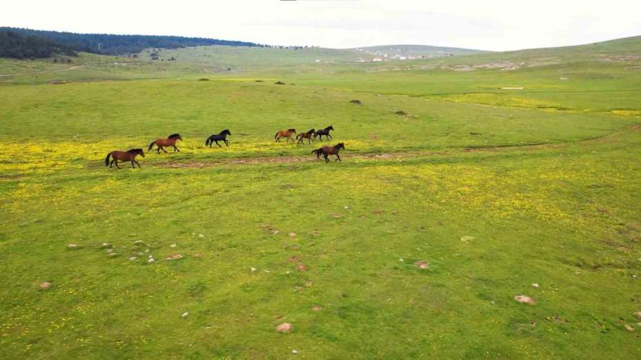 Yaylaların özgür ruhları yılkı atları havadan görüntülendi