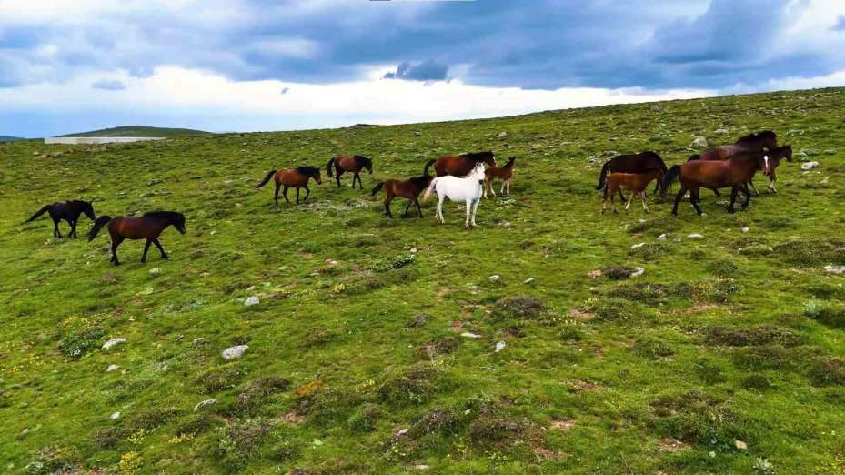 Yaylaların özgür ruhları yılkı atları havadan görüntülendi