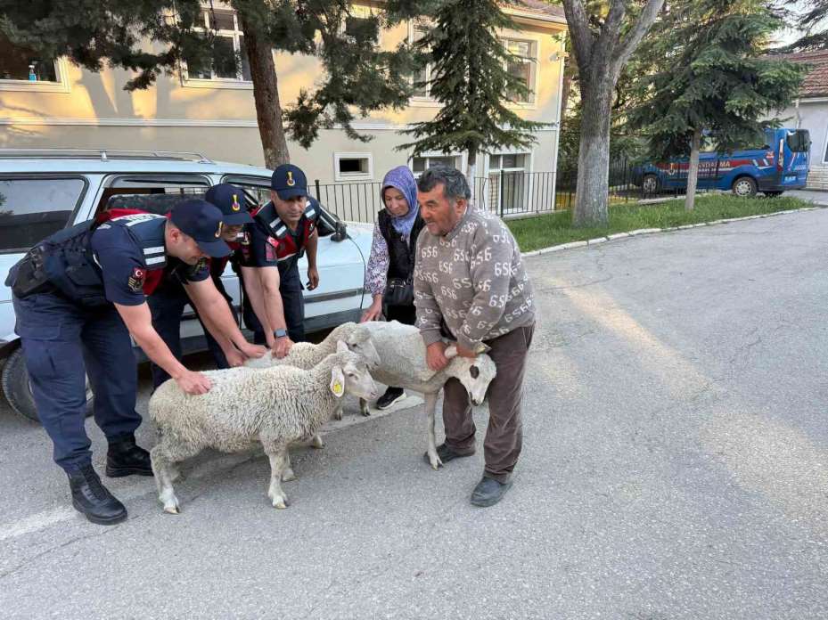 Ankara’da koyun hırsızı yakalandı