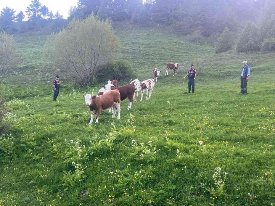 Yozgat’ta büyükbaş hayvanları kaybolan vatandaşın yardımına Jandarma koştu