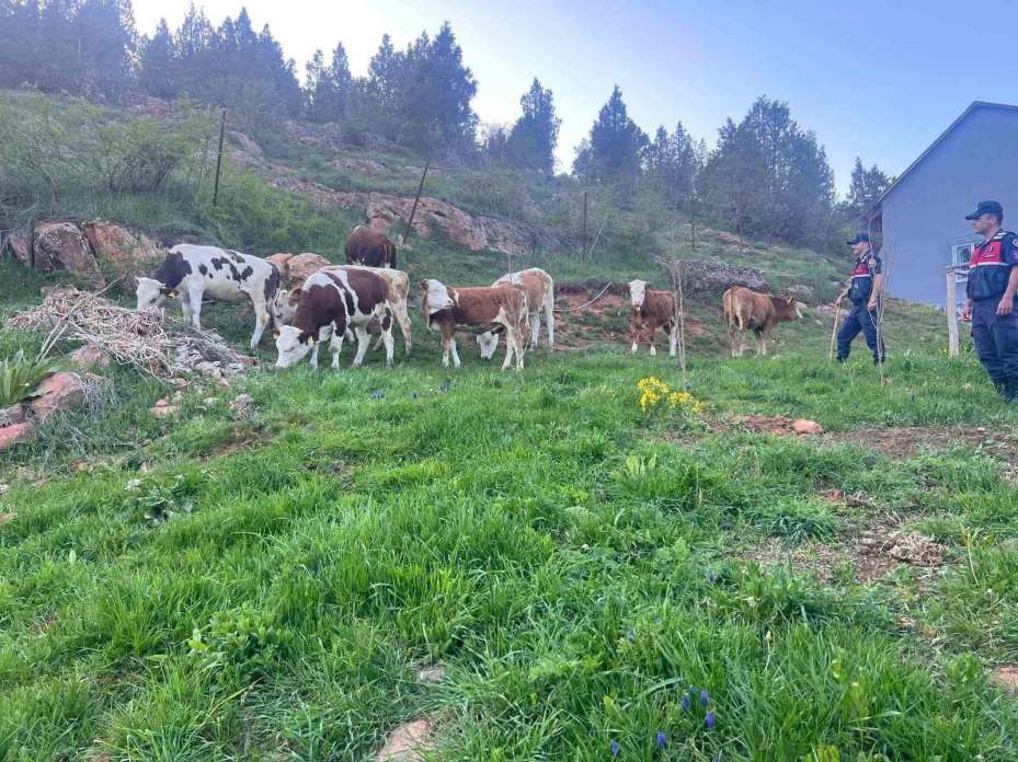 Yozgat’ta büyükbaş hayvanları kaybolan vatandaşın yardımına Jandarma koştu