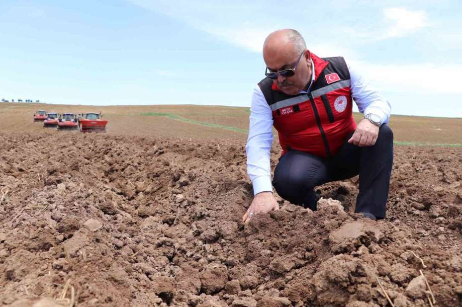 Sivas’ta tohumluk patatesler toprakla buluştu