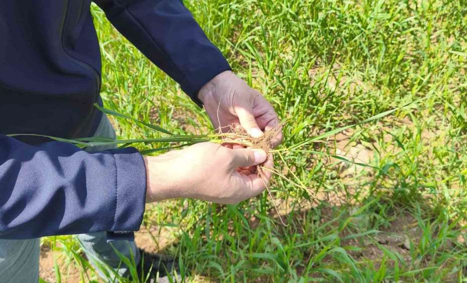 Beyşehir’in tarım alanları yakın takipte