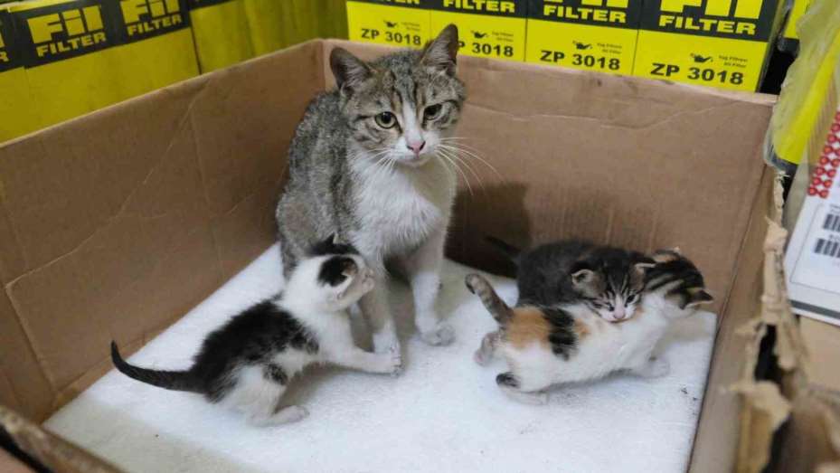 İş yerinde doğum yapan anne kedi ve yavrularına gözü gibi bakıyor
