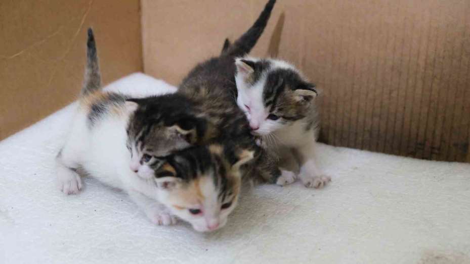 İş yerinde doğum yapan anne kedi ve yavrularına gözü gibi bakıyor