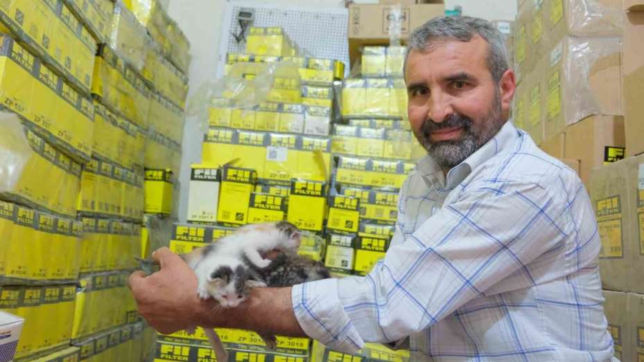 İş yerinde doğum yapan anne kedi ve yavrularına gözü gibi bakıyor