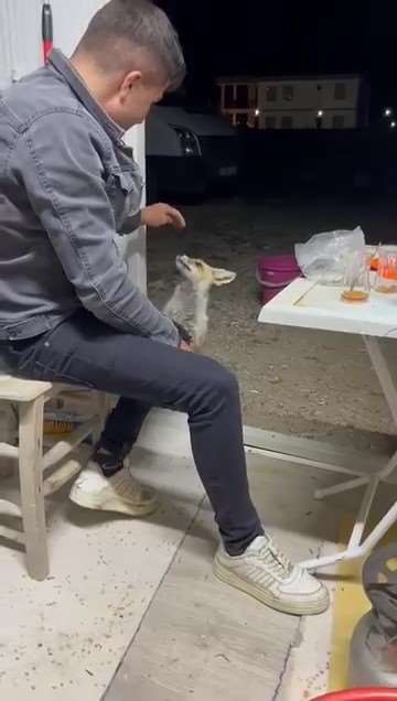 Aç tilki köye indi, insanların elinden yiyecek yedi