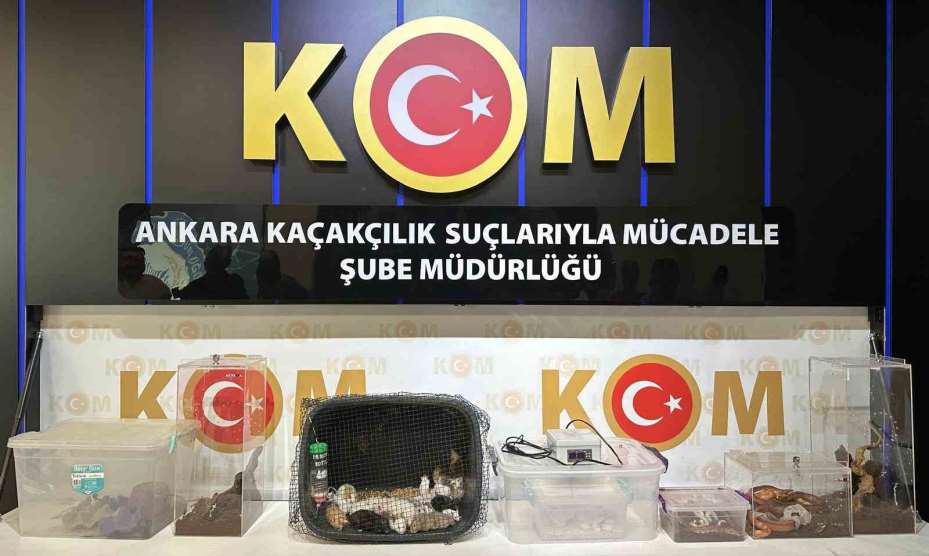 Ankara merkezli 5 ildeki operasyonlarda 96 egzotik hayvan ele geçirildi