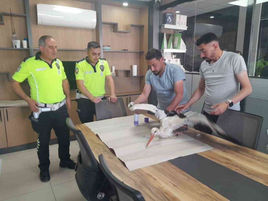 Yaralı leyleğe polisten şefkat eli