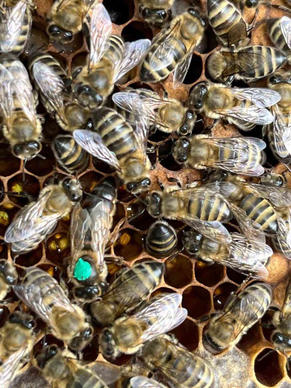 Büyükşehir, tescilli bal üreticilerine 60 adet damızlık ana arı desteği verdi